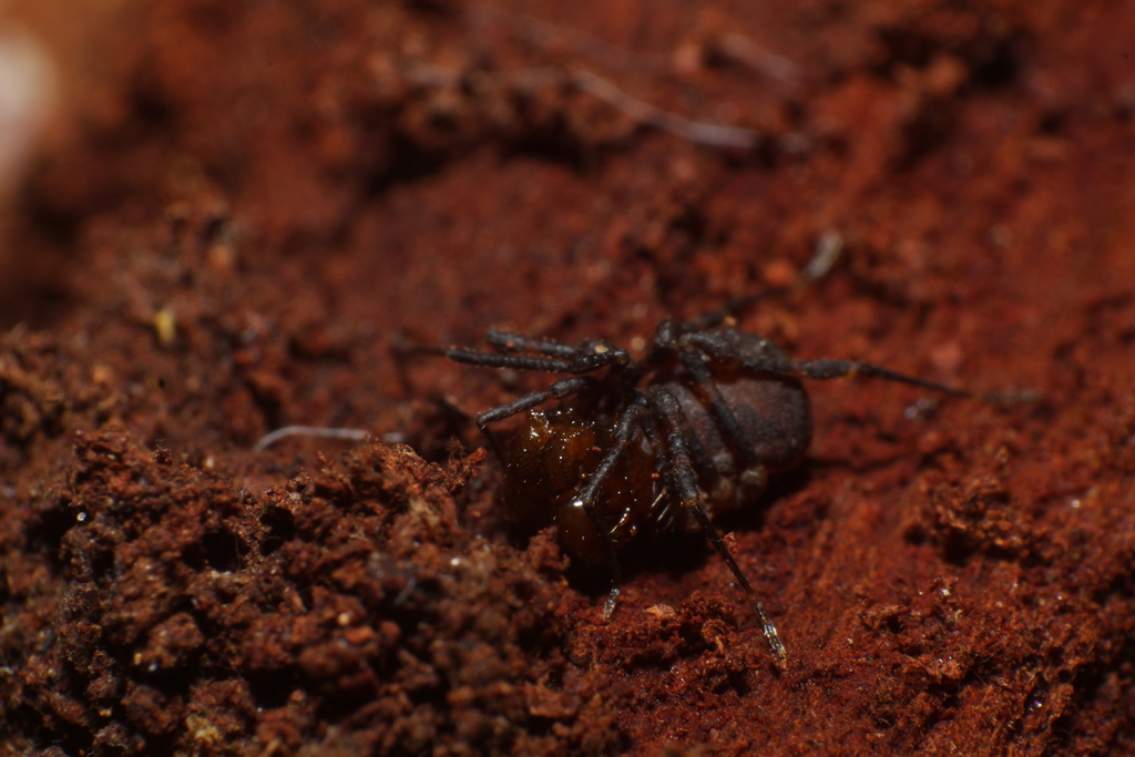 Breviacantha gisleni