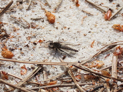 Machiremisca decipiens