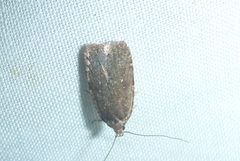 Agonopterix argillacea