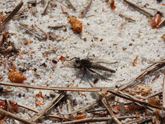 Machiremisca decipiens