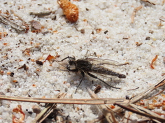 Machiremisca decipiens