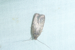 Agonopterix argillacea