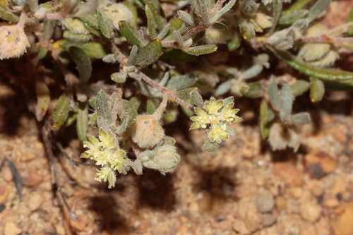 Image of Xanthosia Ciliata (Xanthosia ciliata) by (c) Tim Hammer, some rights reserved (CC BY)