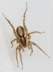 Pardosa delicatula