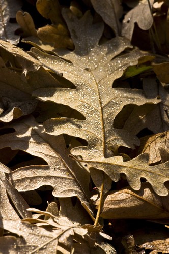 Pyrenean Oak