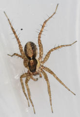 Pardosa delicatula