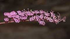 Grevillea leptobotrys