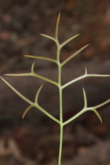 Grevillea leptobotrys
