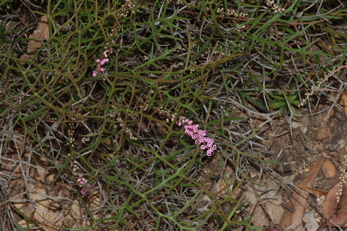 Image of Grevillea leptobotrys by (c) Tim Hammer, some rights reserved (CC BY)
