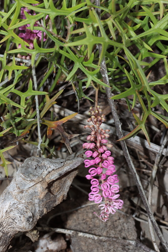 Image of Grevillea leptobotrys by (c) Tim Hammer, some rights reserved (CC BY)