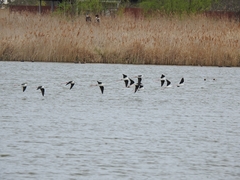 Himantopus himantopus