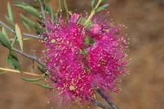 Melaleuca radula