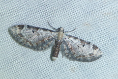 Eupithecia ravocostaliata