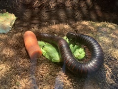 Archispirostreptus gigas