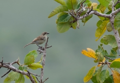 Neothraupis fasciata