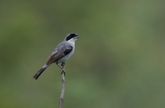 Neothraupis fasciata
