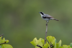 Neothraupis fasciata