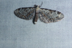 Eupithecia ravocostaliata