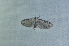 Eupithecia ravocostaliata