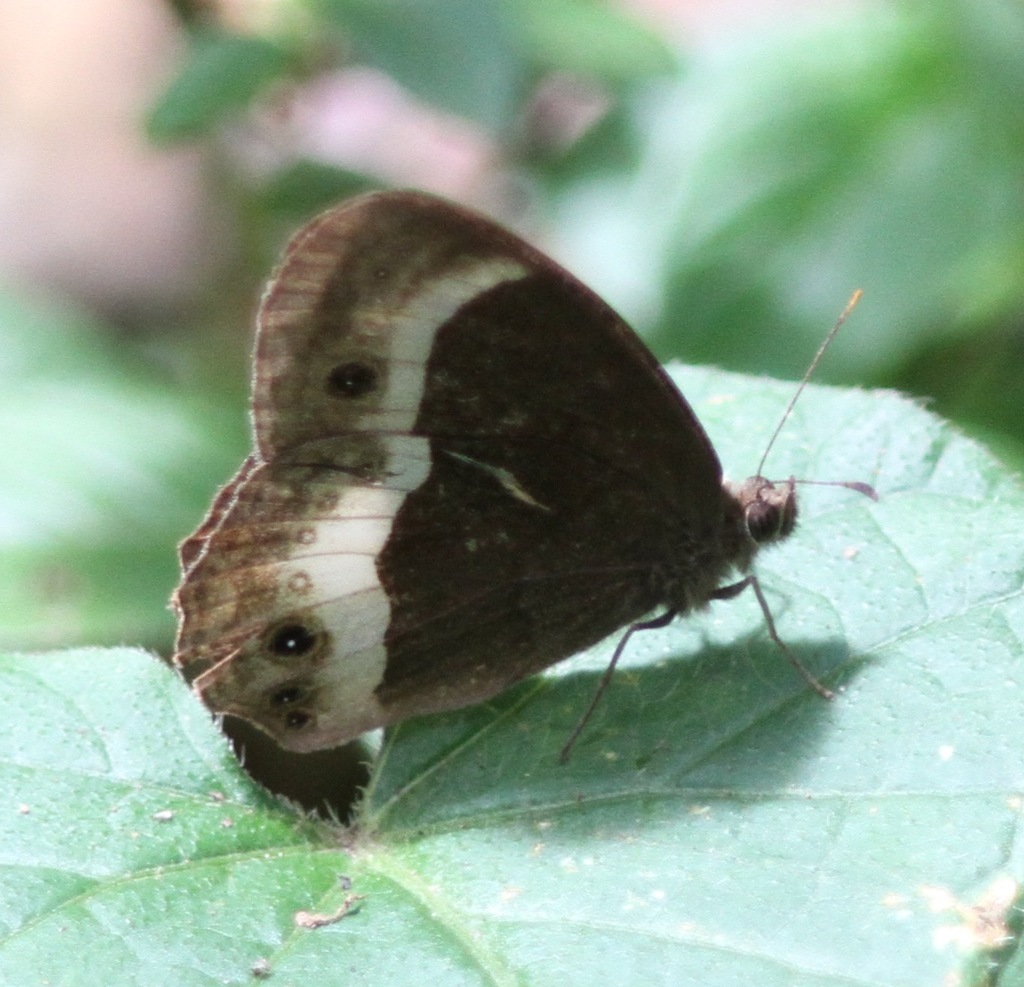 Bicyclus aurivillii