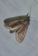 Orthosia garmani
