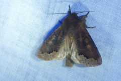 Orthosia garmani