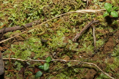 Ceramanus clatritexta