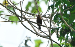 Galbalcyrhynchus leucotis