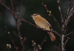 Orchesticus abeillei