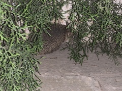 Hemiechinus auritus