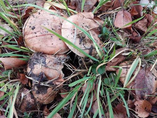 Tricholoma populinum image