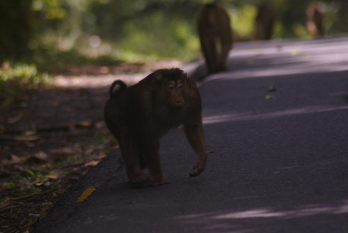 Macaca nemestrina