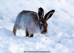 Lepus europaeus