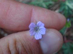 Geranium columbinum