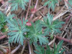 Geranium columbinum