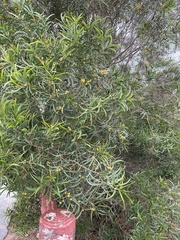 Acacia confusa