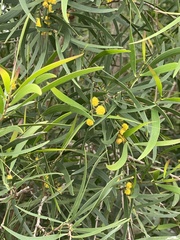 Acacia confusa