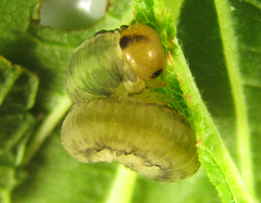 Empria liturata