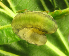 Empria liturata
