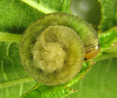 Empria liturata