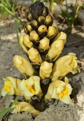 Cistanche lutea