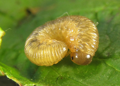 Empria liturata