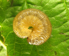 Empria liturata
