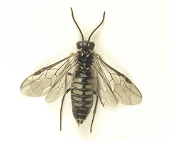 Empria liturata