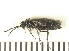 Empria liturata