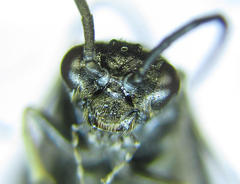 Empria liturata