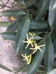Anodendron affine