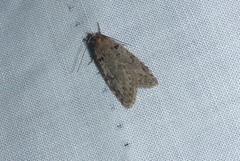 Semioscopis megamicrella