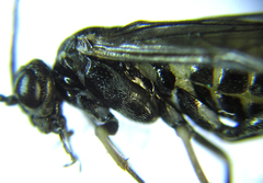 Empria liturata