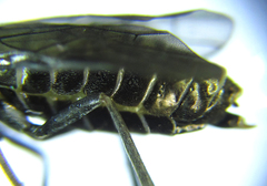 Empria liturata